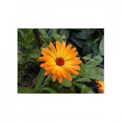 Marigold (Calendula officinalis) 30g