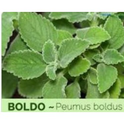 Boldo - (Peumus boldo)  30g