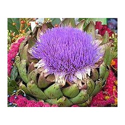 Artichoke - Alcachofra - (Cynara scolymus)  30g