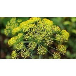 Anise  - Erva doce - (Pimpinella anisum)  30g