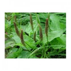 Alpine plantain - Tansagem - (Plantago alpina) 30g