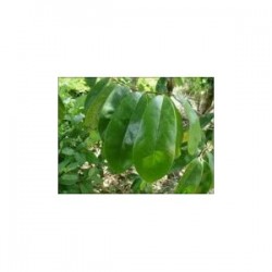 Annona muricata (Graviola)  Tea against Cancer 500g