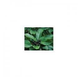 Cascara Sagrada  (Rhamnus purshiana) 500mg  50 pills