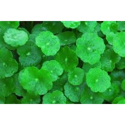 Centella asiatica , Gotu cola  120 pills