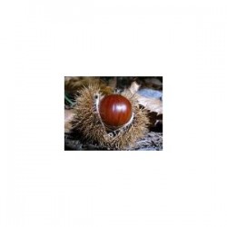 Chestnut (Aesculus hippocastanum) 100 Pills