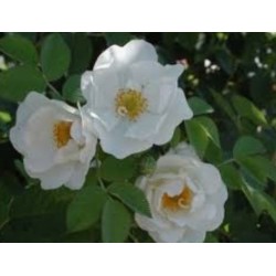 White rose - Rosa branca - (Rosa alba)  30g