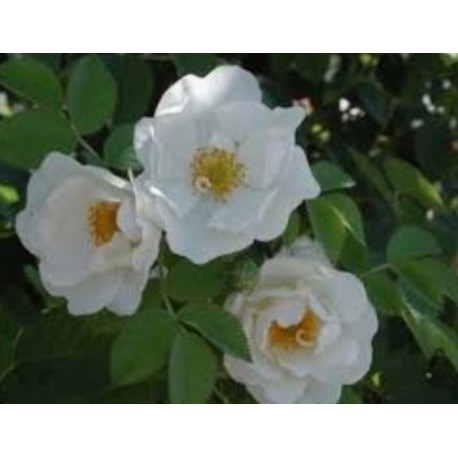 White rose - Rosa branca - (Rosa alba)  30g