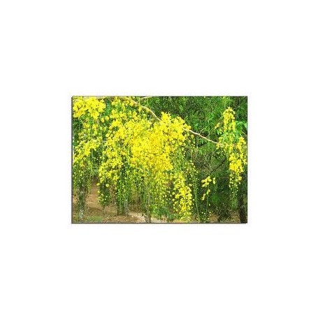 Sene - Sennes - (Cassia angustifolia) 100 Kapseln
