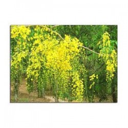 Sene (Cassia angustifolia) 30g