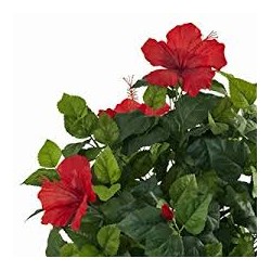 Red Sorrell - Hibiscus- (Hibiscus L)  30g