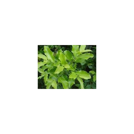 ESPINHEIRA SANTA (Maytenus ilicifolia) 500mg  50 pills
