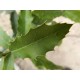 Maytenus ilicifolia (Espinheira Santa) 250g