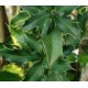Maytenus ilicifolia (Espinheira santa) 100g