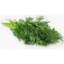 Fennels - Funcho (Foeniculum vulgare) 30g