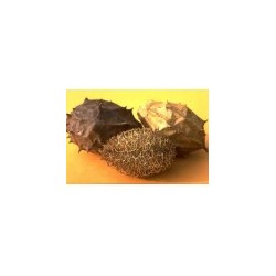 Luffa operculata  - Buchinha do Norte - 10 per package