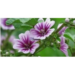 Mallow - Malva - (Malva sylvestris)  30g