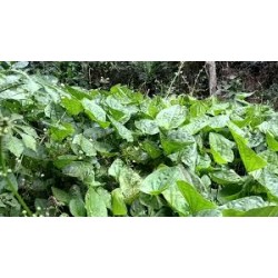 Echinodorus grandiflorus  (Chapeu de couro) 100 Pills