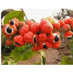 Guarana (Paullinia cupana)  500mg 100 pills